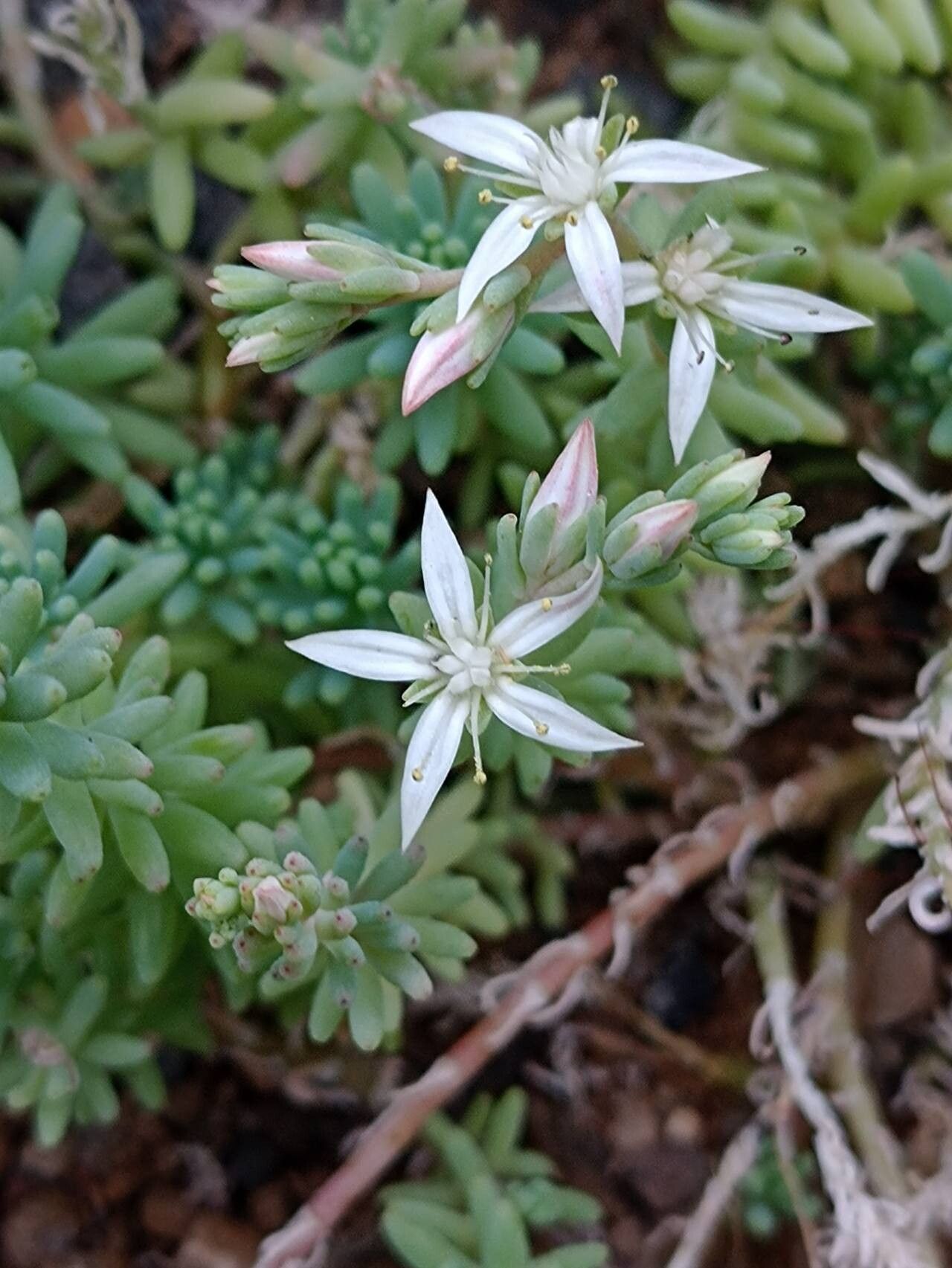 Sedum guadalajaranum flower