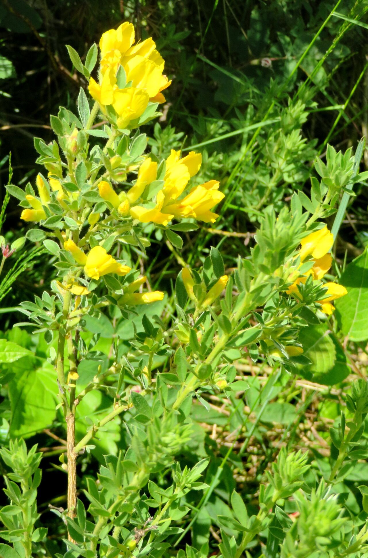 Chamaecytisus austriacus leaf