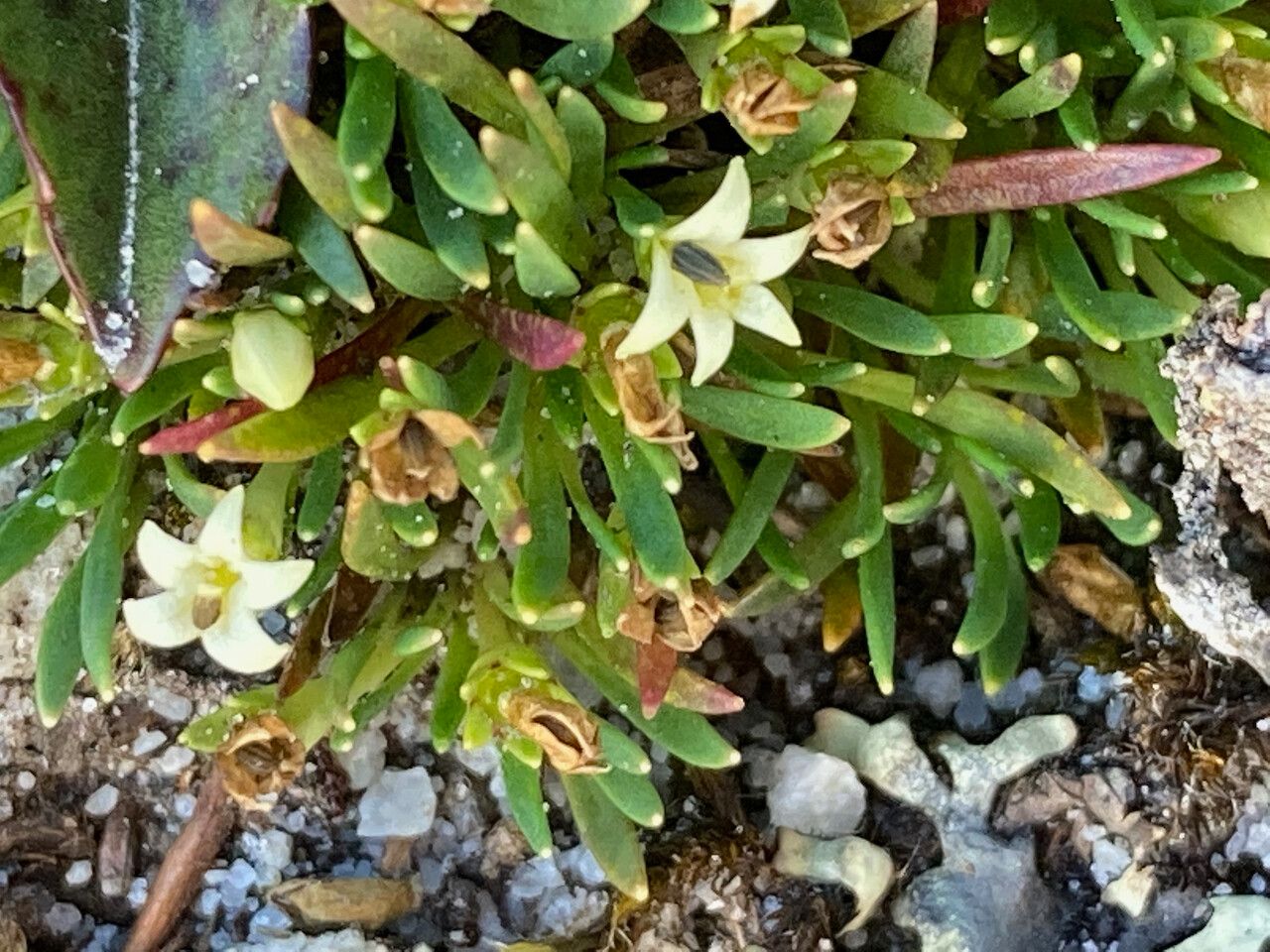 Lysipomia sphagnophila — related species from the same genus