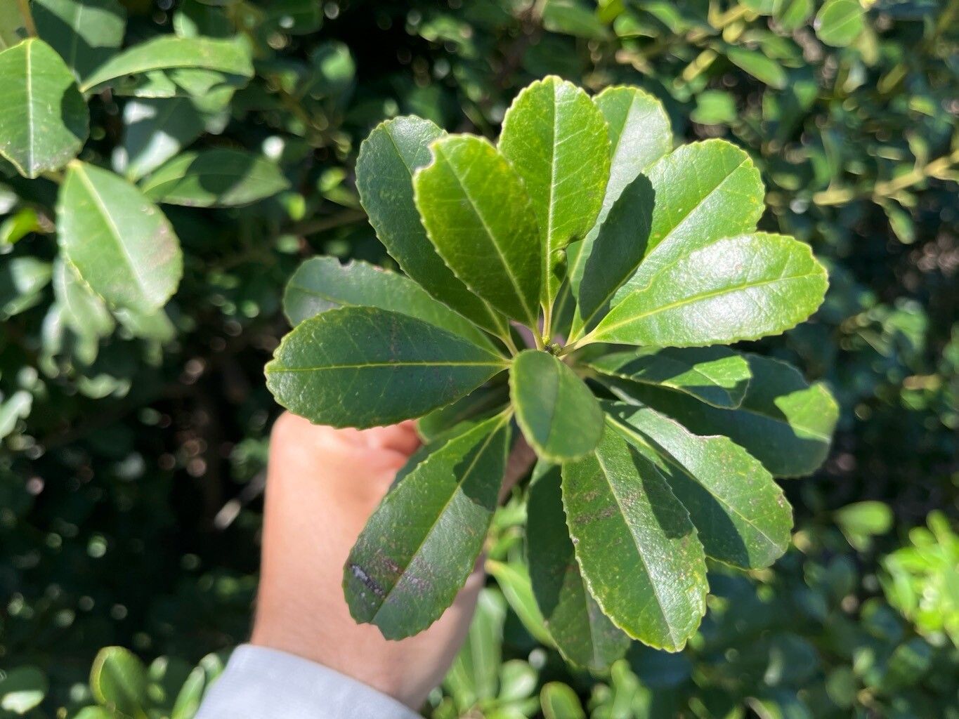 Ilex dumosa — search result for 'Ilex'