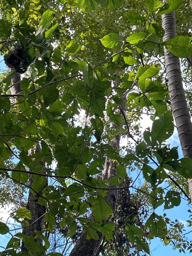 Tabernaemontana glabra leaf