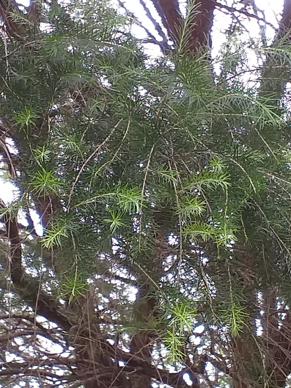 Callistemon pallidus — houseplant care guide