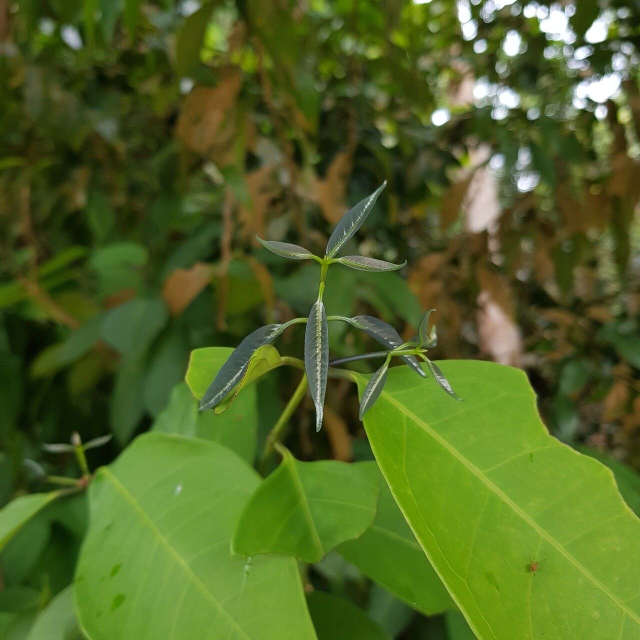 Syzygium ridleyi leaf
