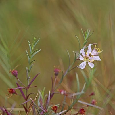 Ammannia grayi flower