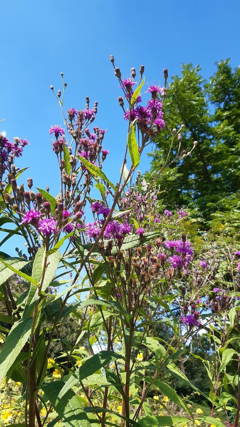 Vernonia glauca — search result for 'Vernonia'