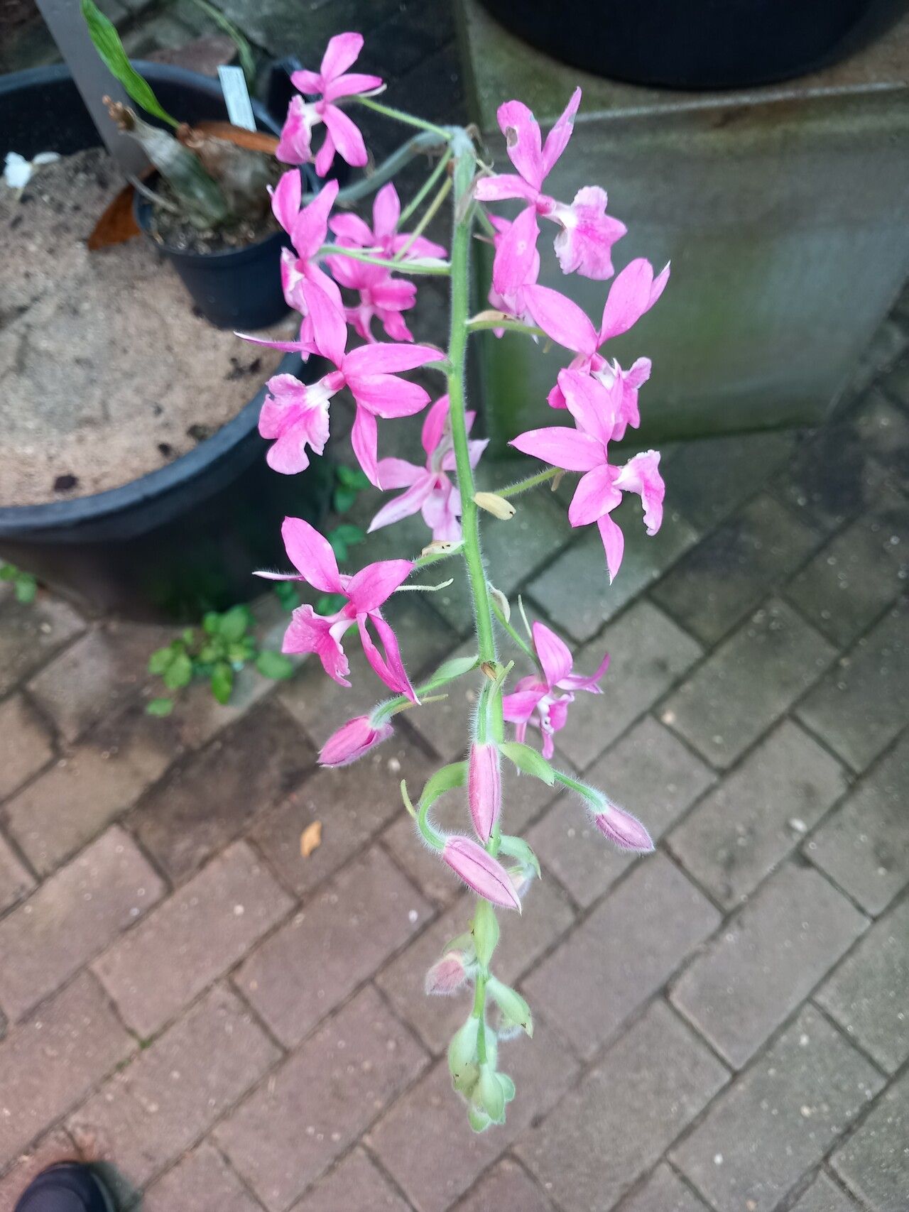 Calanthe rosea habit
