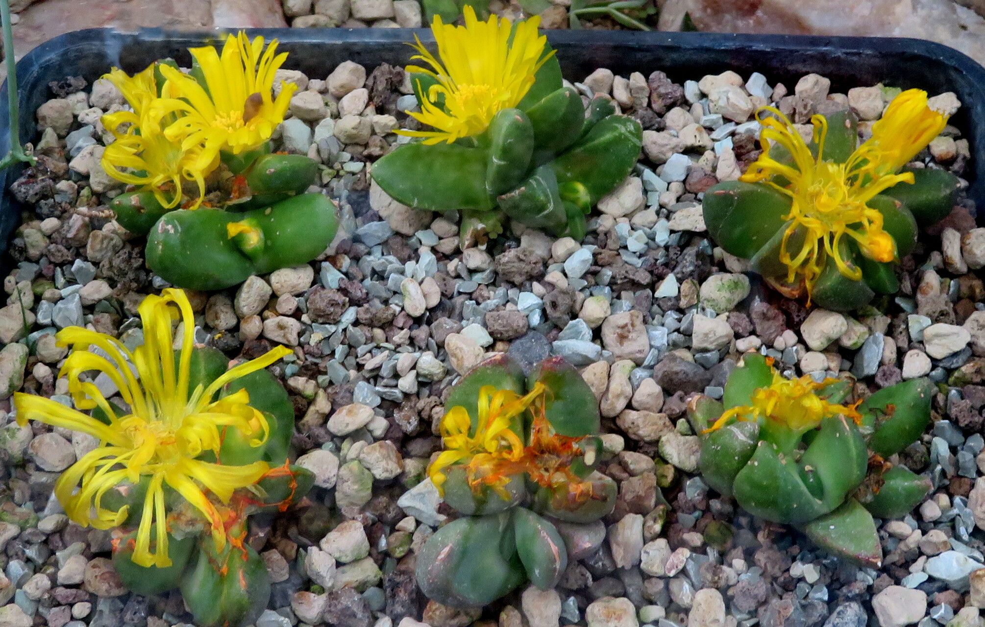 Gibbaeum velutinum — houseplant care guide