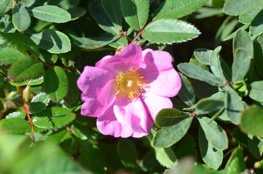 Rosa virginiana flower