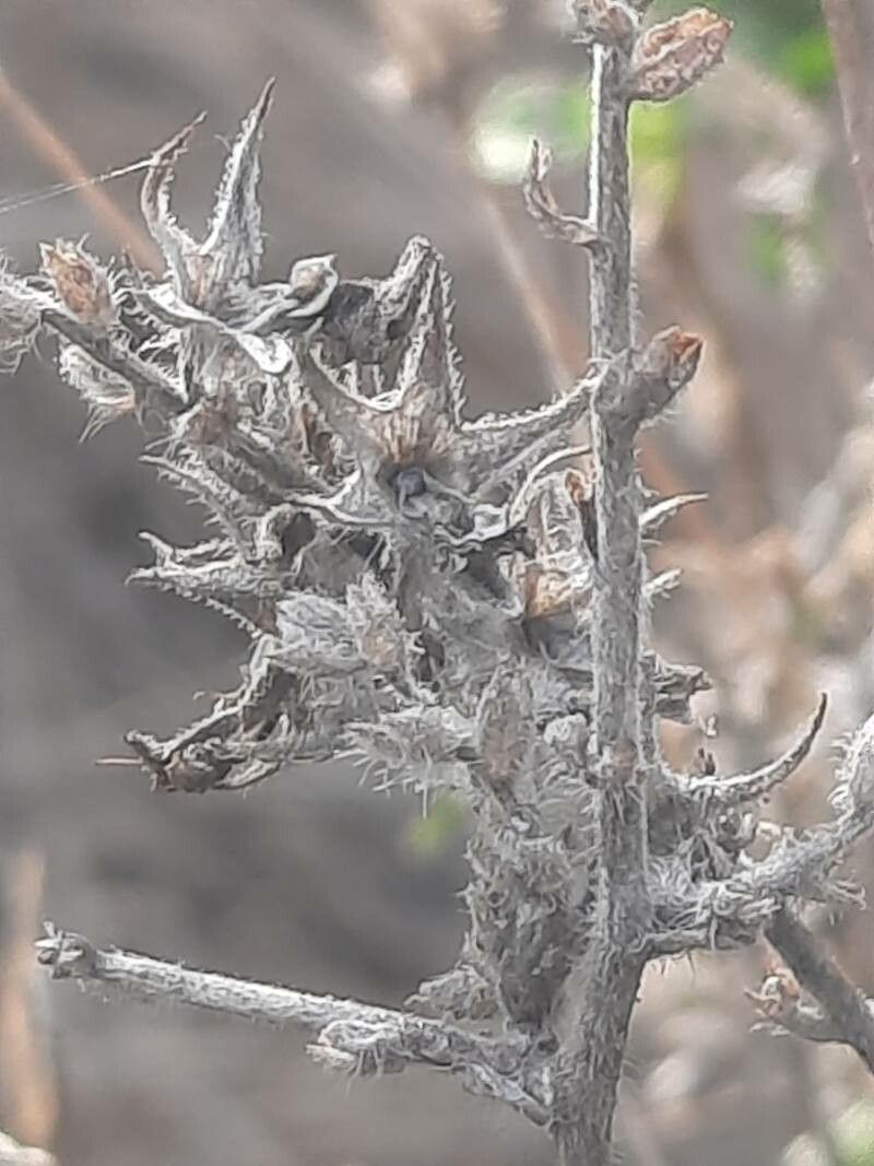 Ononis reclinata fruit