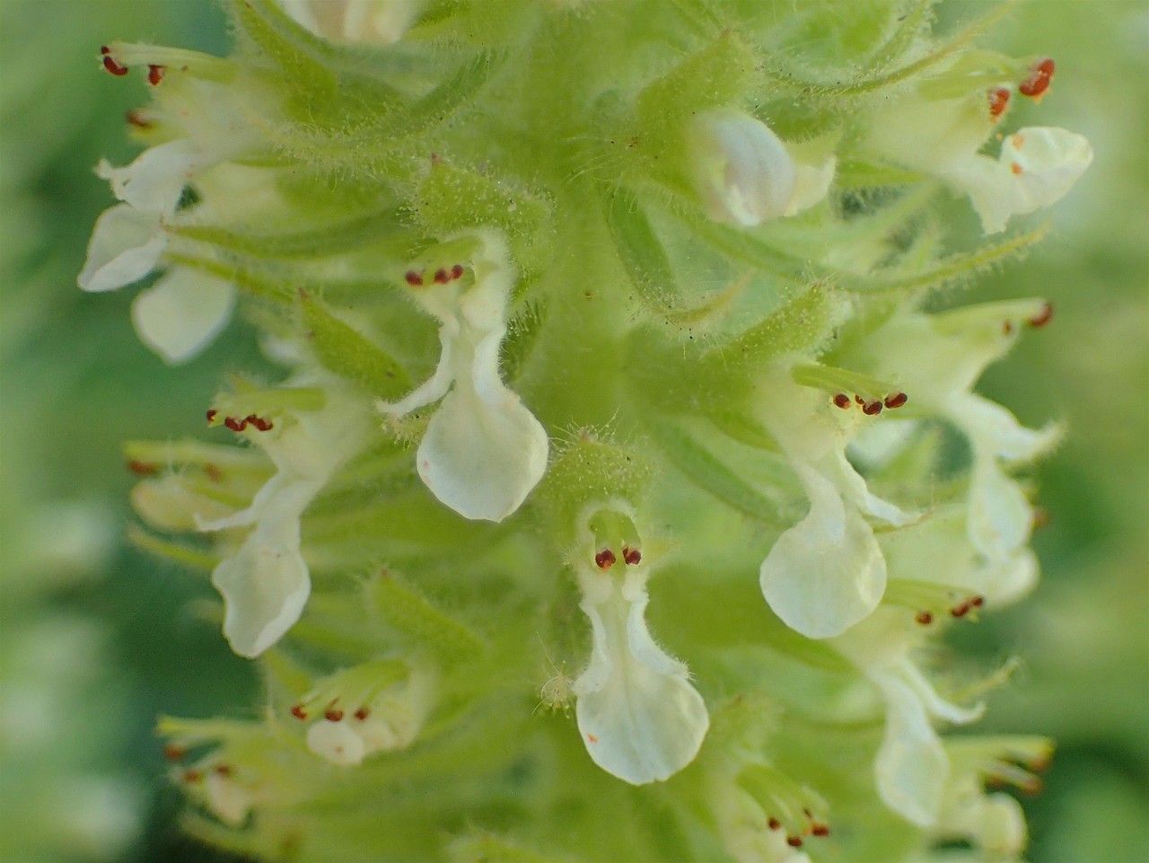 Teucrium arduinii flower