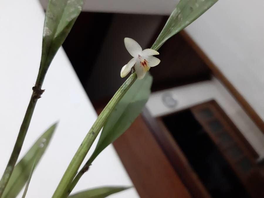 Octomeria grandiflora flower
