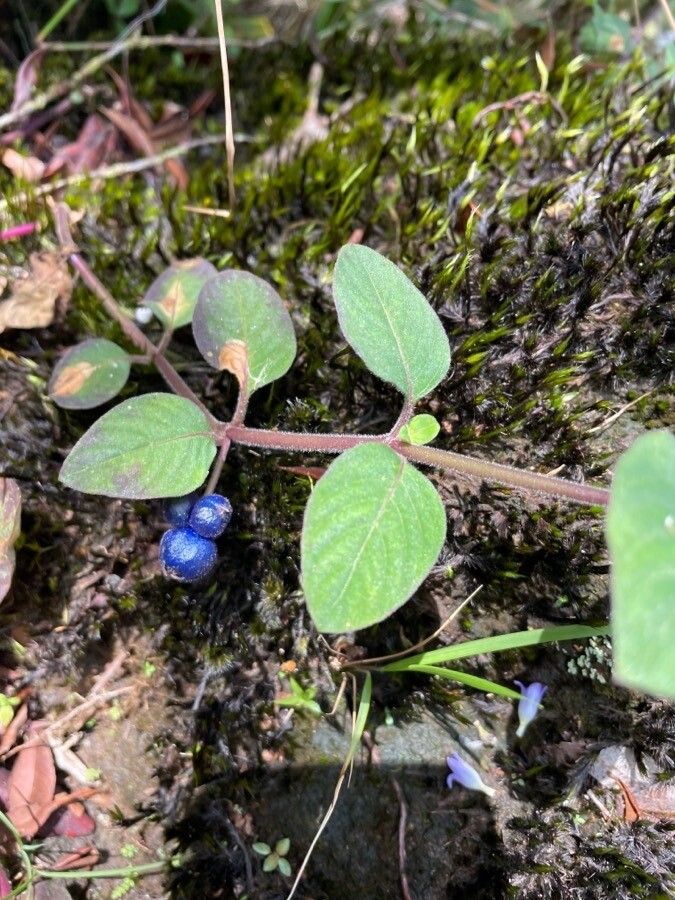 Coccocypselum hirsutum — related species from the same genus