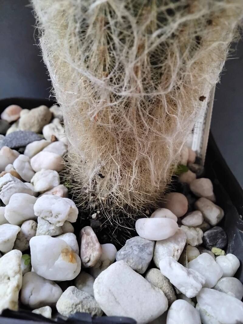 Espostoa hylaea bark