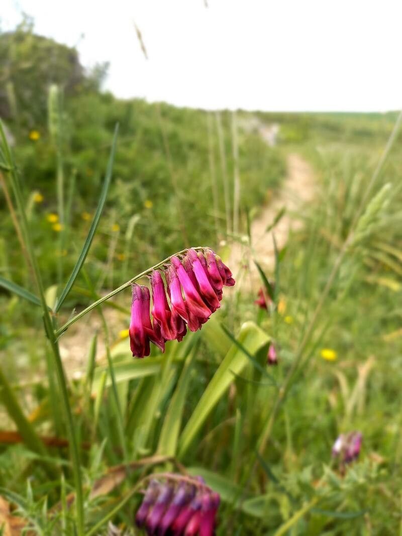Vicia sicula flower