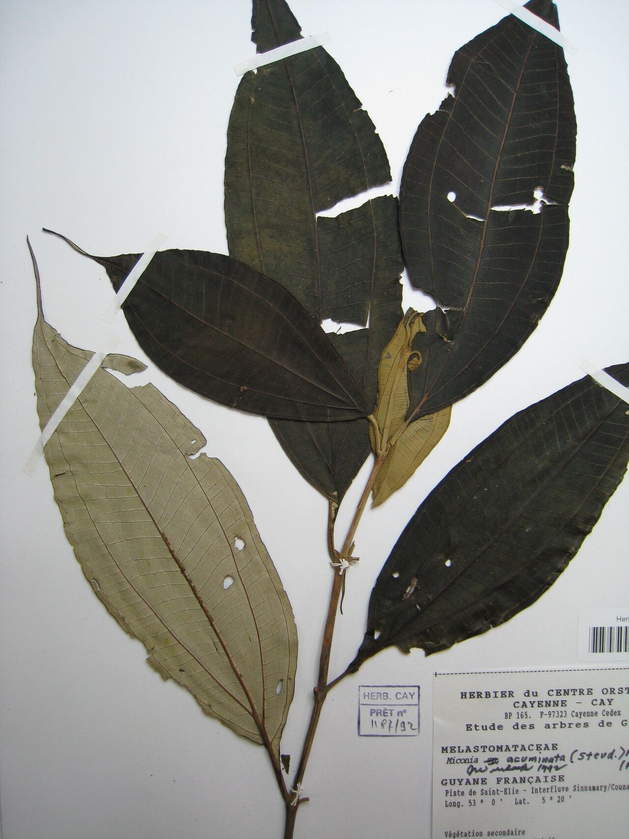 Miconia acuminata other