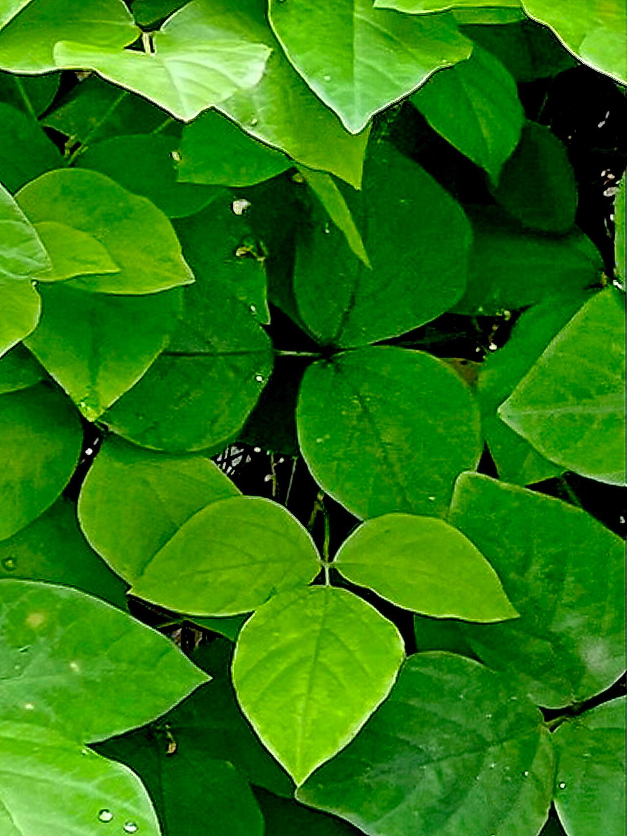 Canavalia cathartica — related species from the same genus