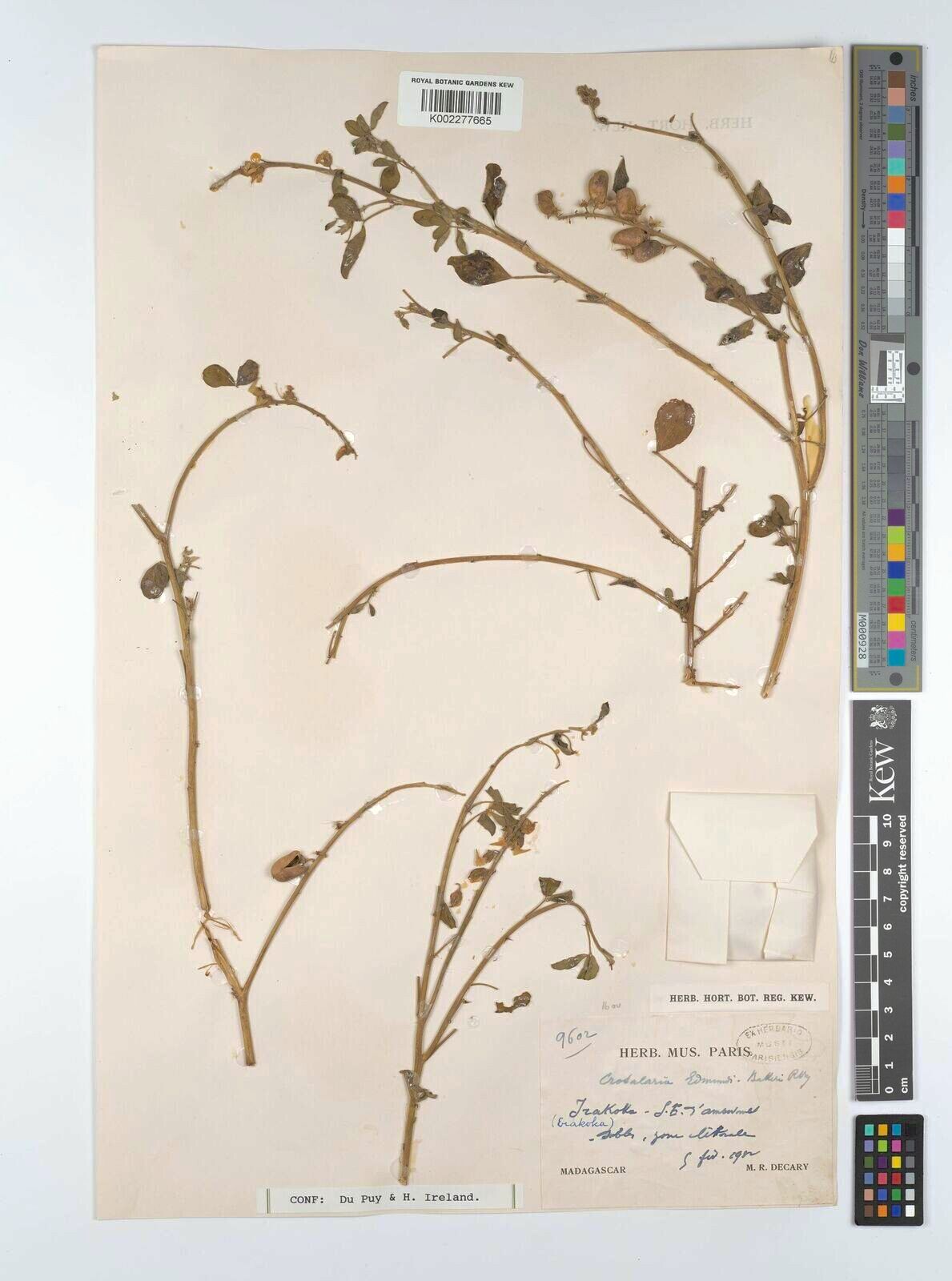 Crotalaria edmundi-bakeri — houseplant care guide