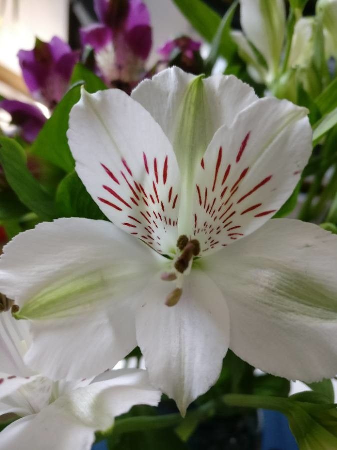 Alstroemeria spp. flower