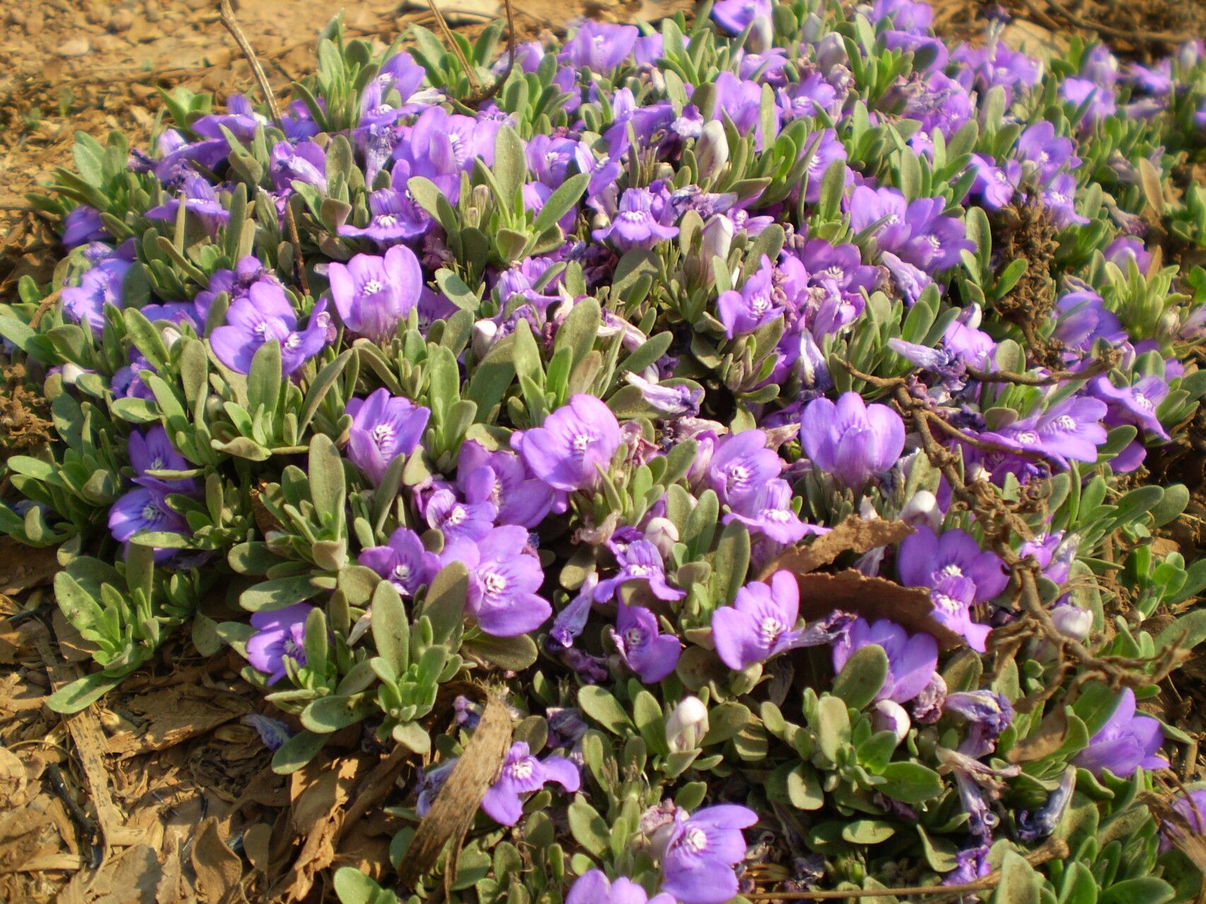 Justicia elegantula — houseplant care guide