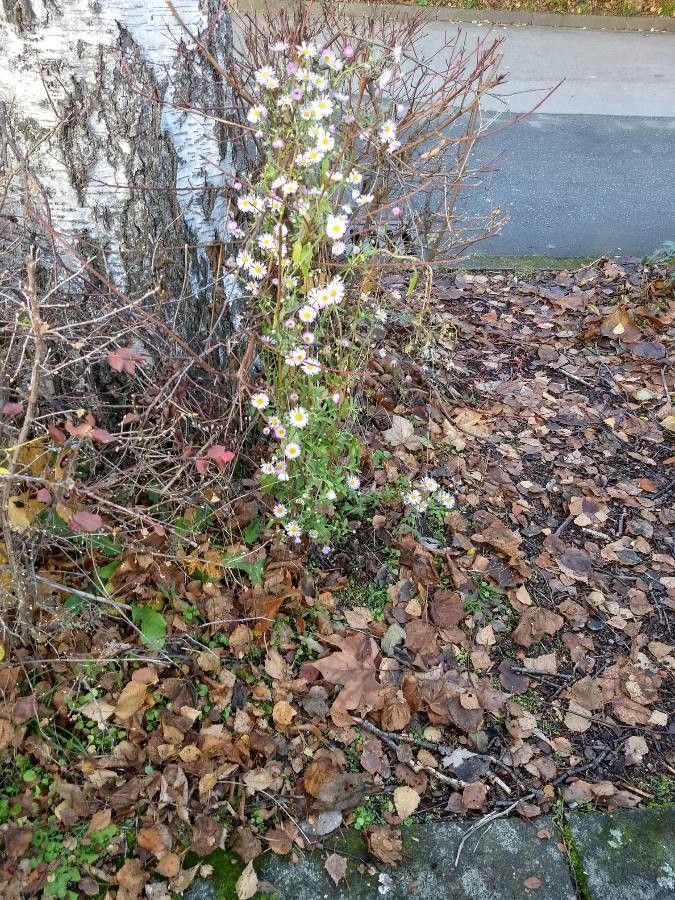 Erigeron karvinskianus fruit