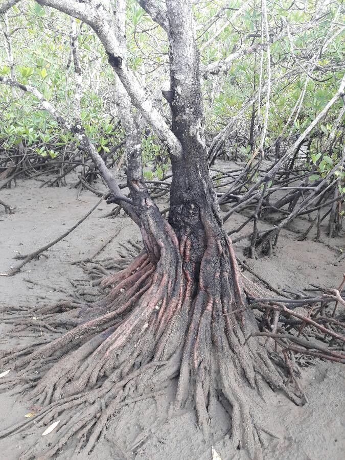 Pelliciera rhizophorae bark