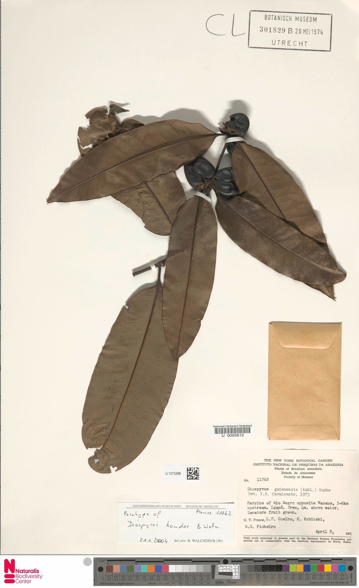 Diospyros kondor fruit