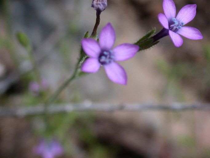 Gilia nevinii — search result for 'Gilia'