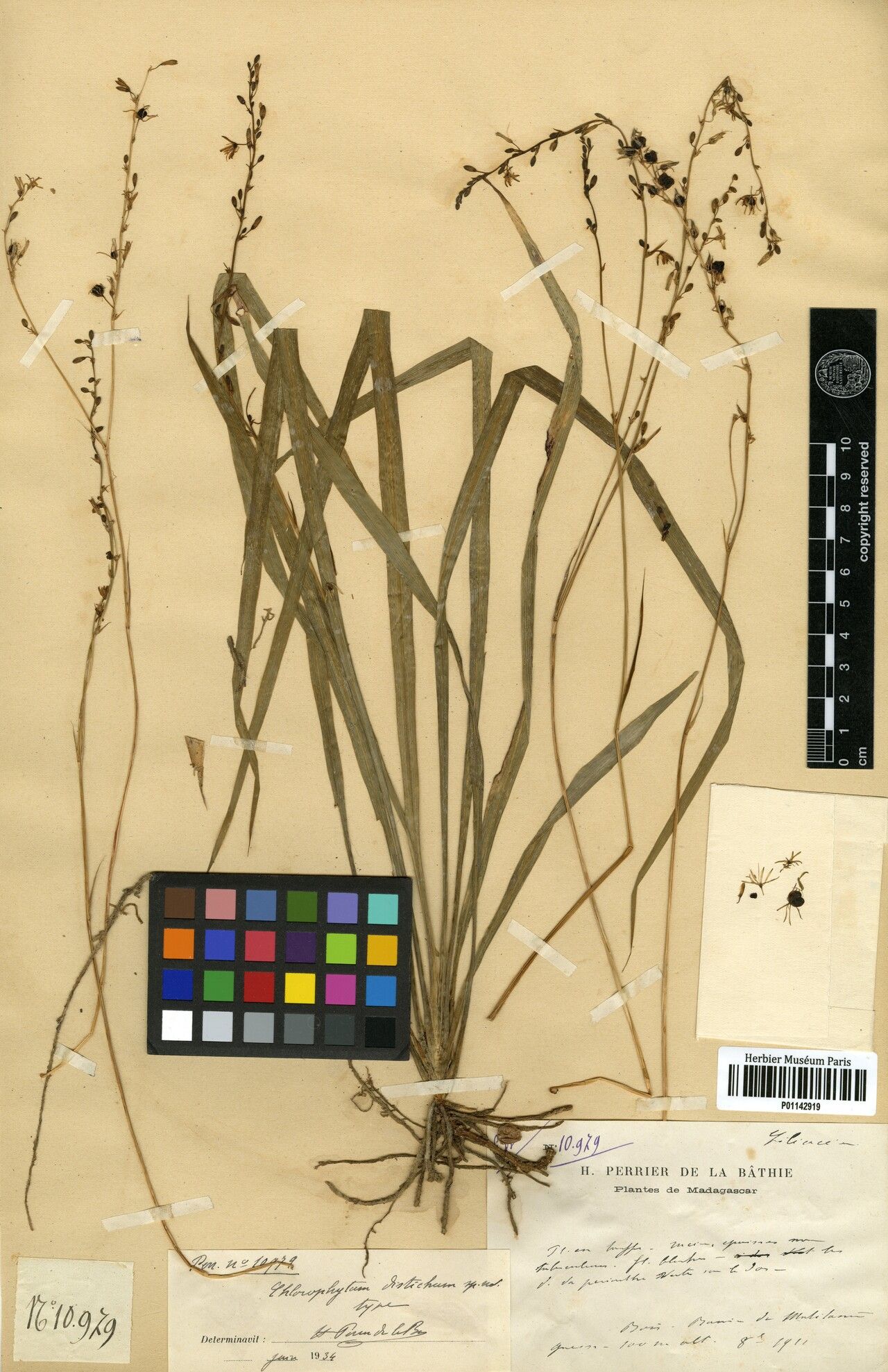 Chlorophytum distichum — search result for 'Chlorophytum'