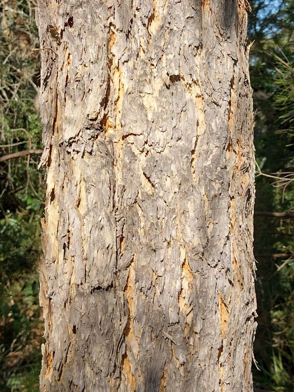 Corymbia eximia bark