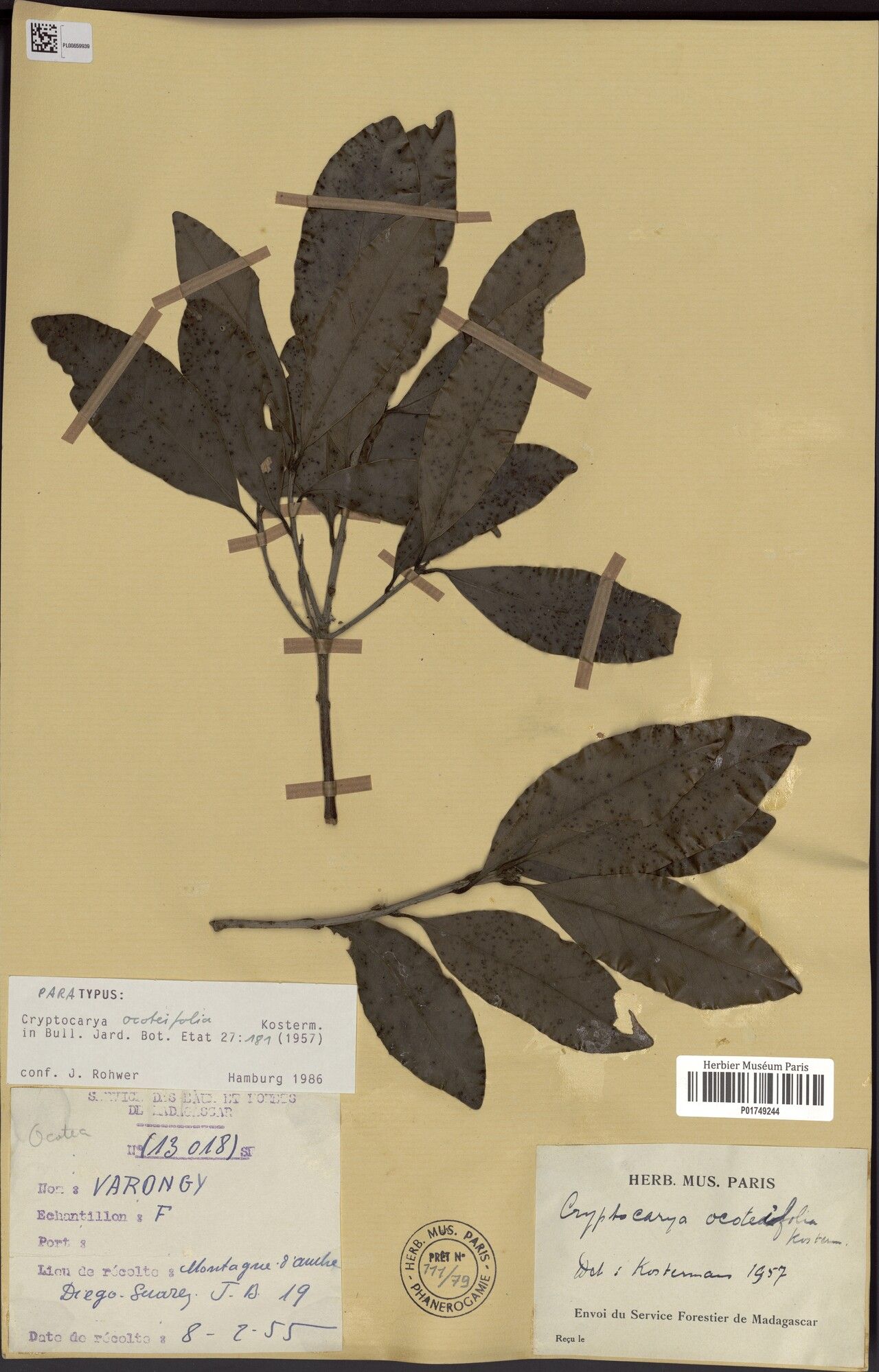 Cryptocarya ocoteifolia — houseplant care guide