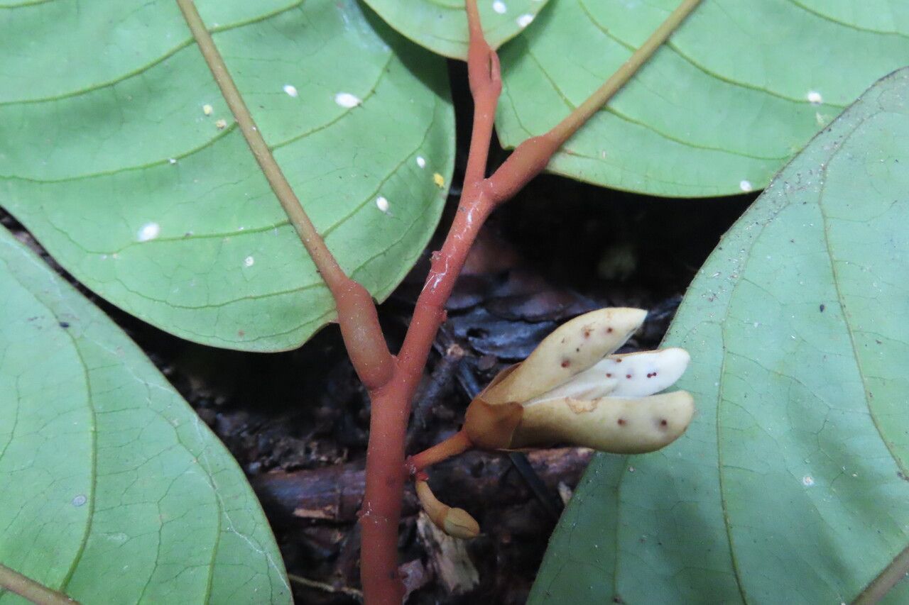 Anaxagorea crassipetala flower