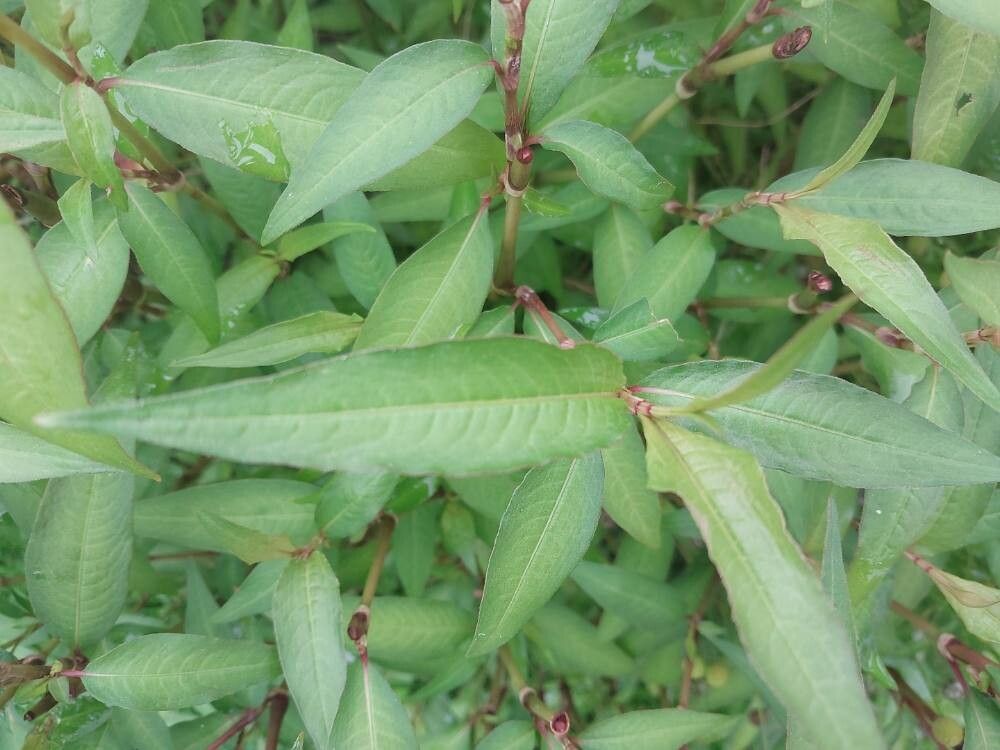 Polygonum odoratum leaf