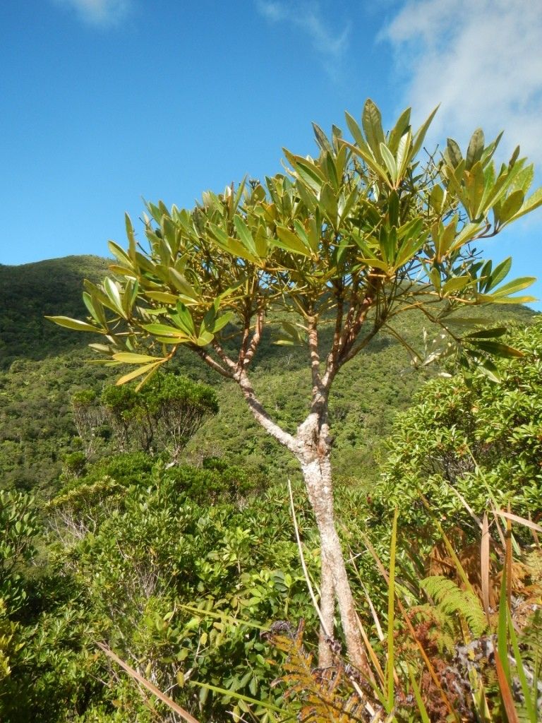 Plerandra veilloniorum — houseplant care guide