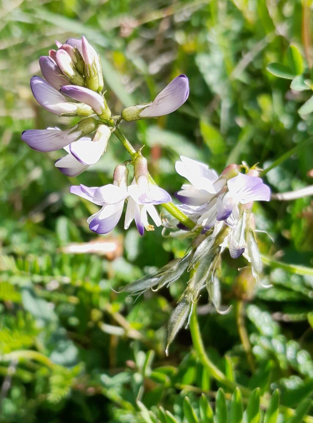 Astragalus alpinus fruit