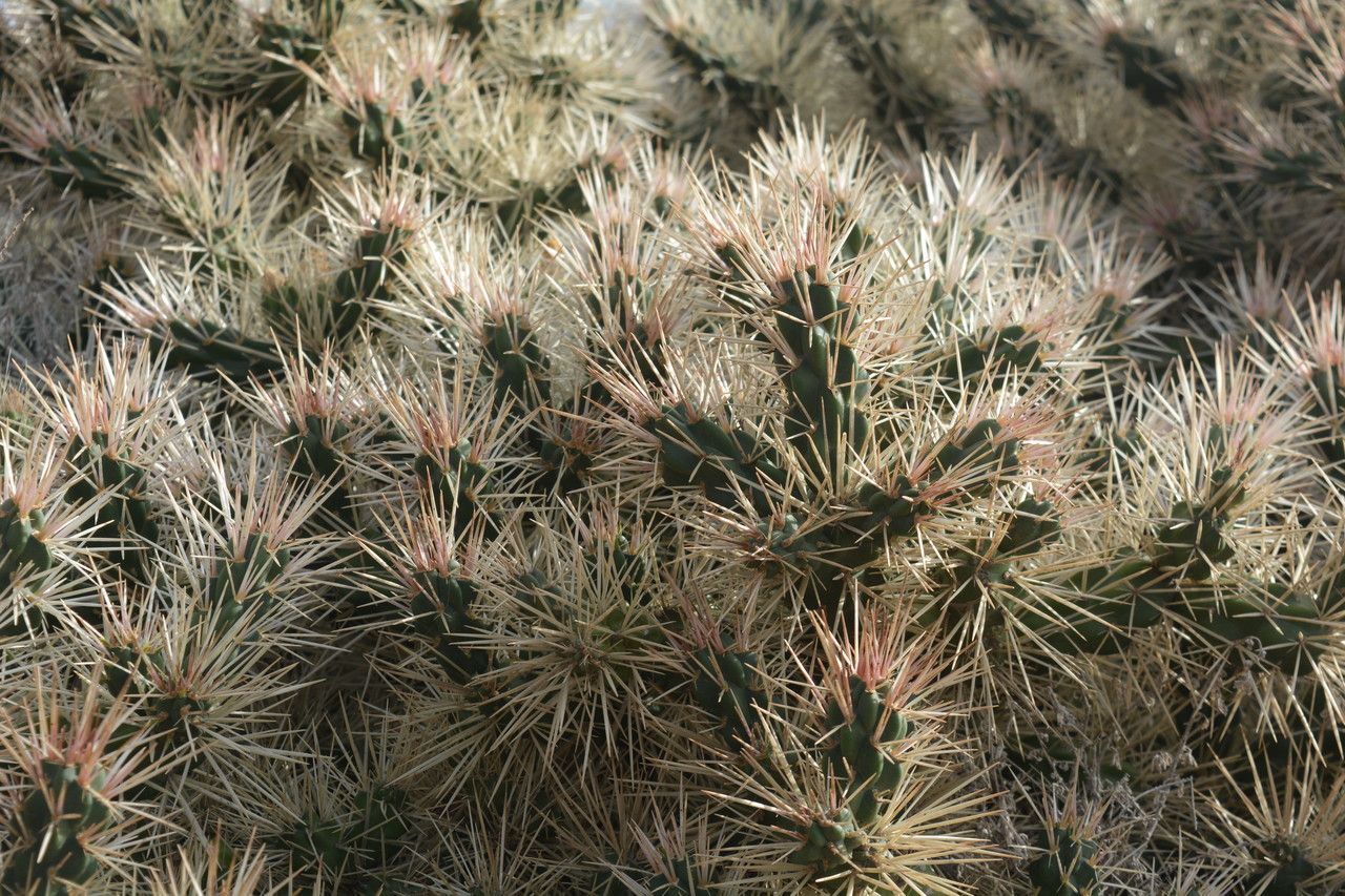 Cylindropuntia rosea — clay tolerant houseplant