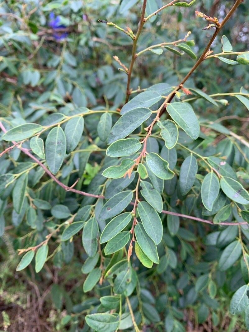 Breynia oblongifolia — related species from the same genus