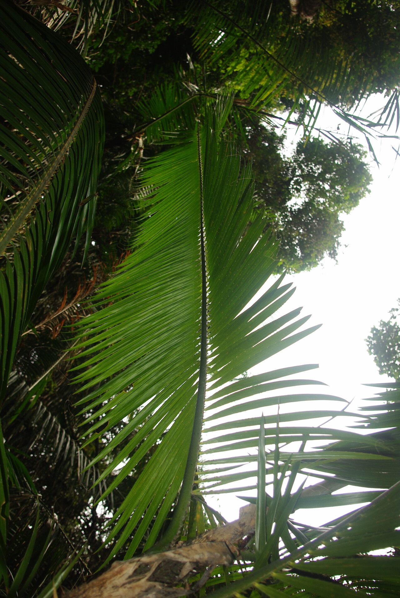 Laccosperma robustum leaf