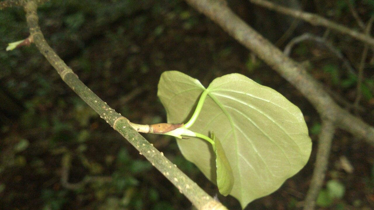 Coccoloba acapulcensis leaf