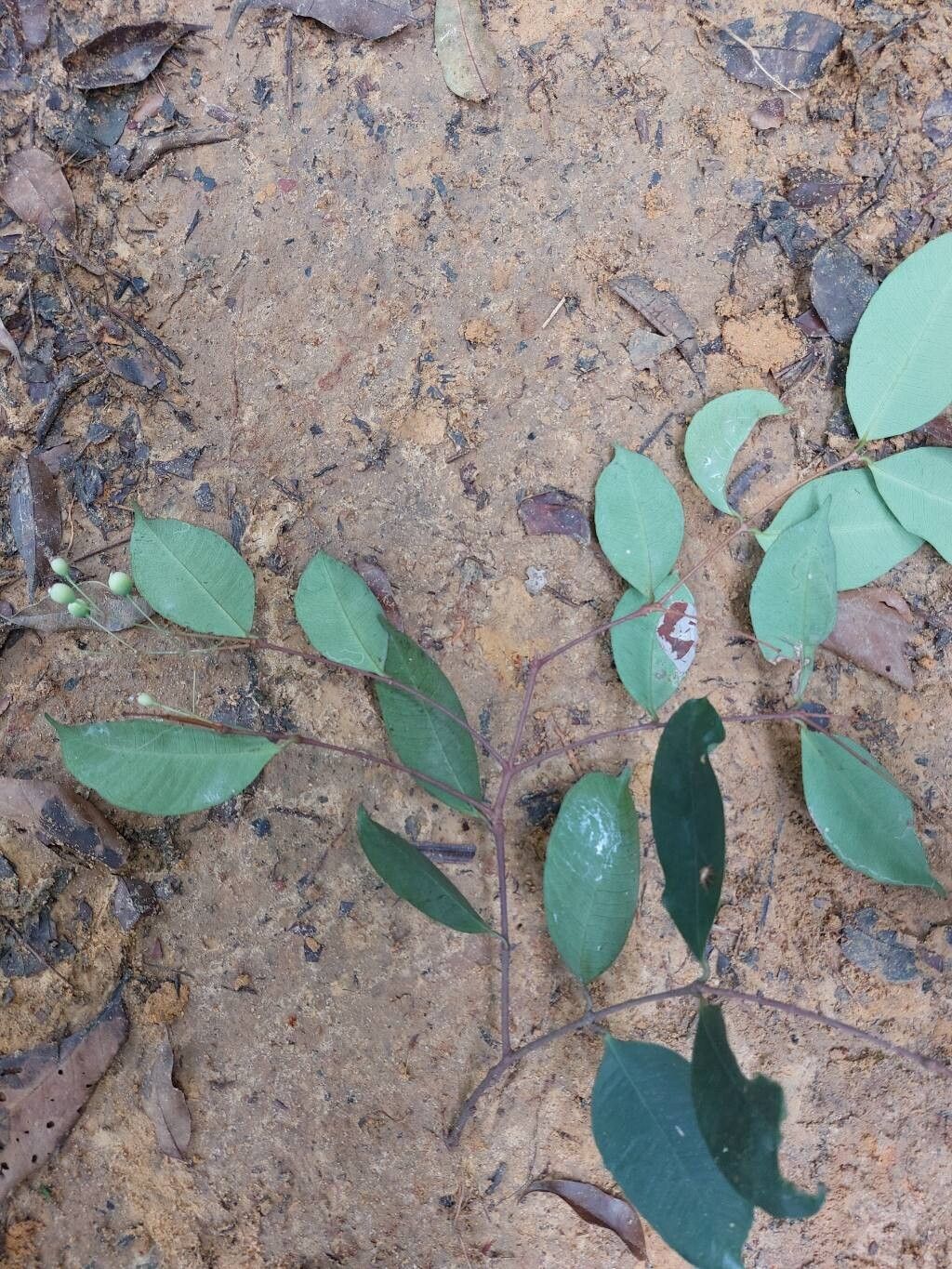 Syzygium syzygioides — houseplant care guide