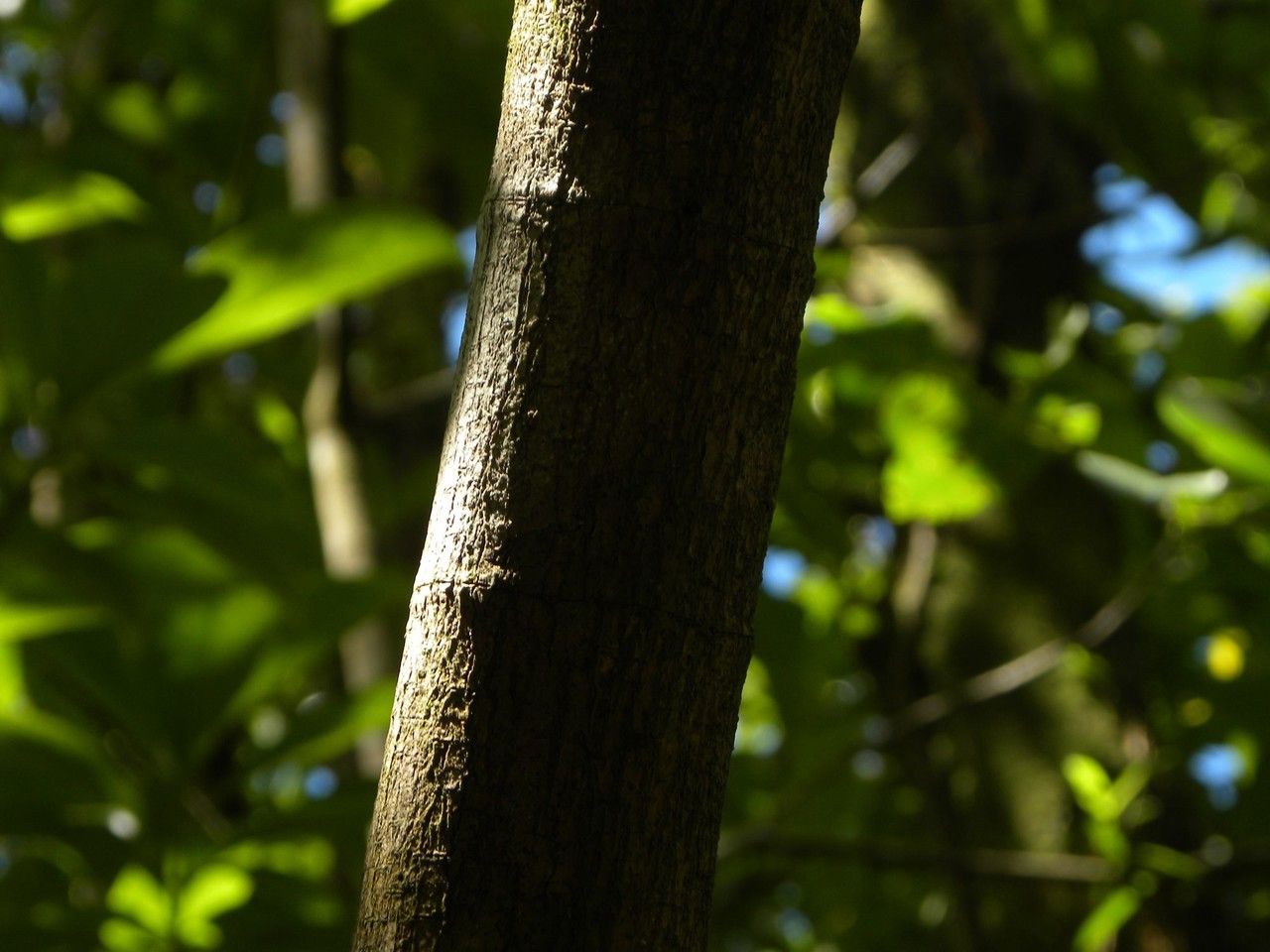 Ochrosia borbonica bark