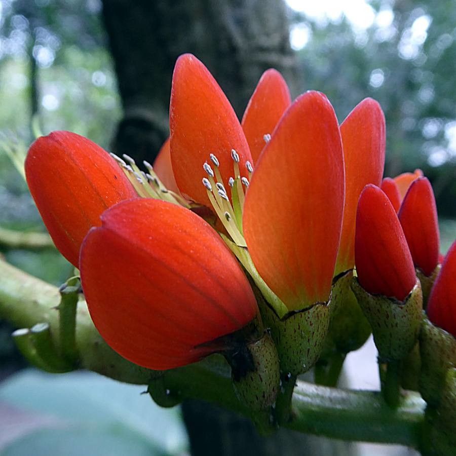 Erythrina edulis flower