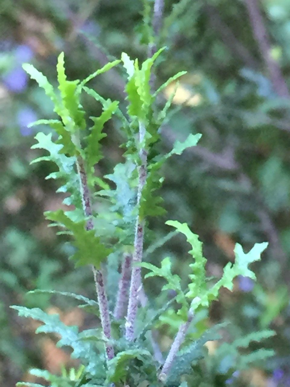 Pittosporum divaricatum other