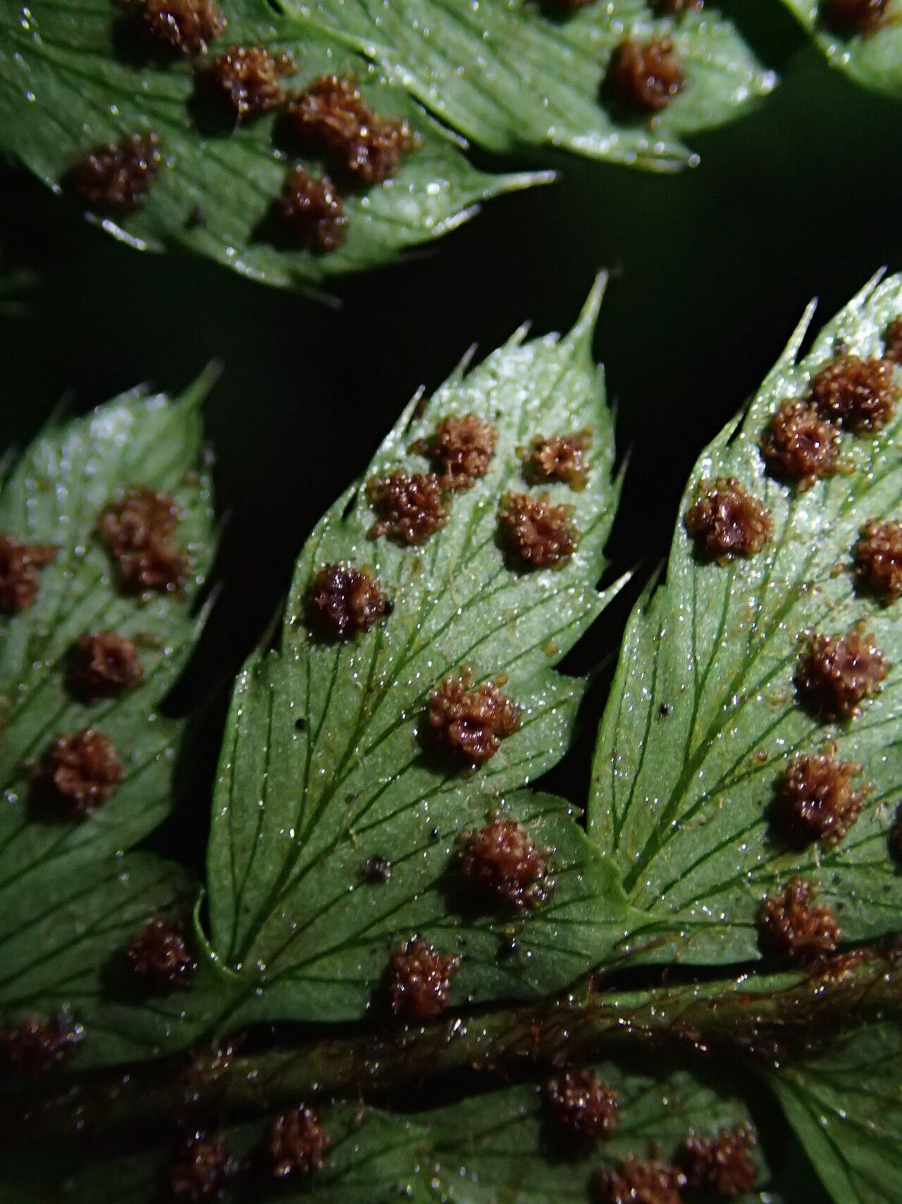 Polystichum transvaalense — houseplant care guide