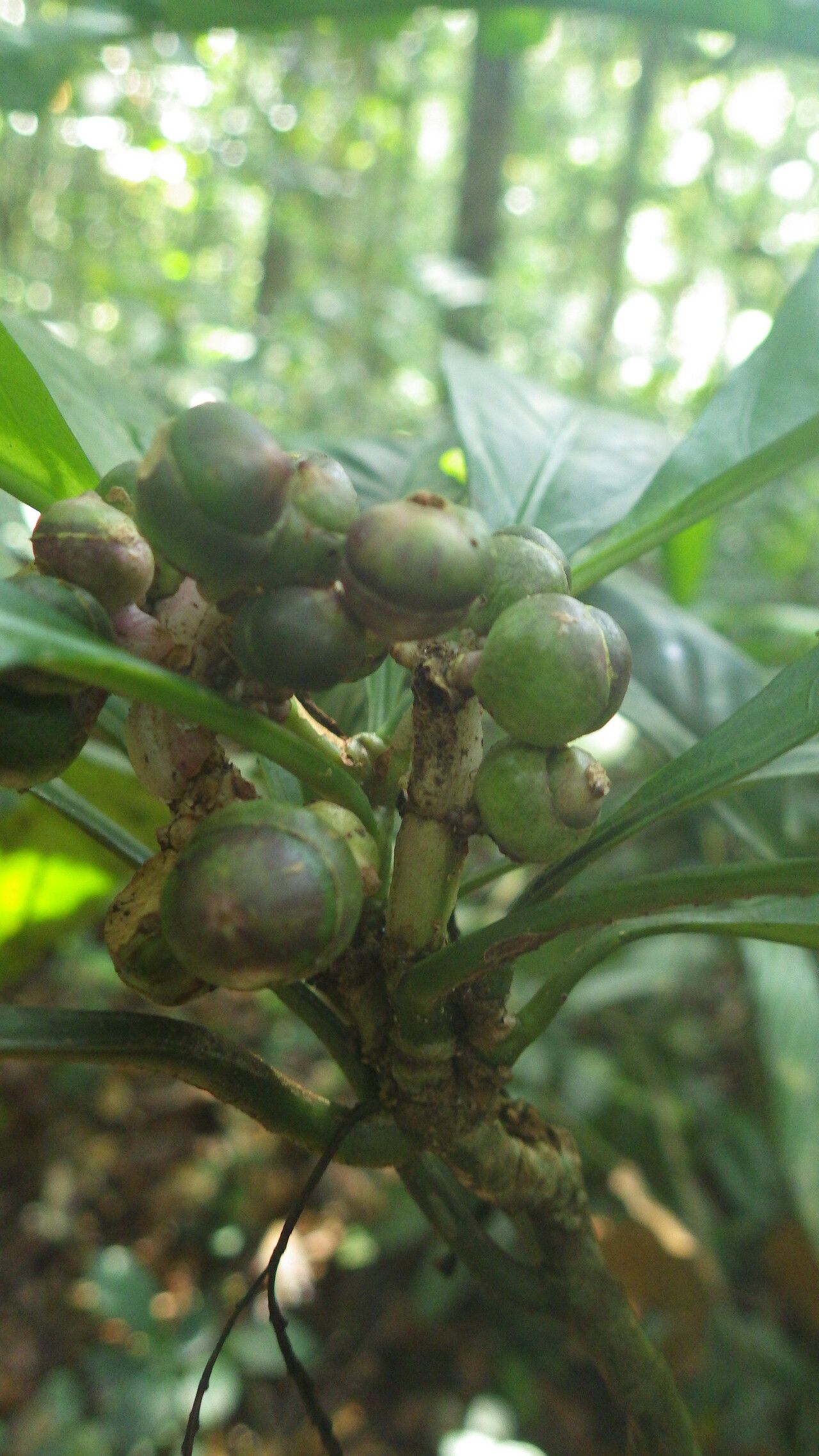 Chassalia vanderystii fruit