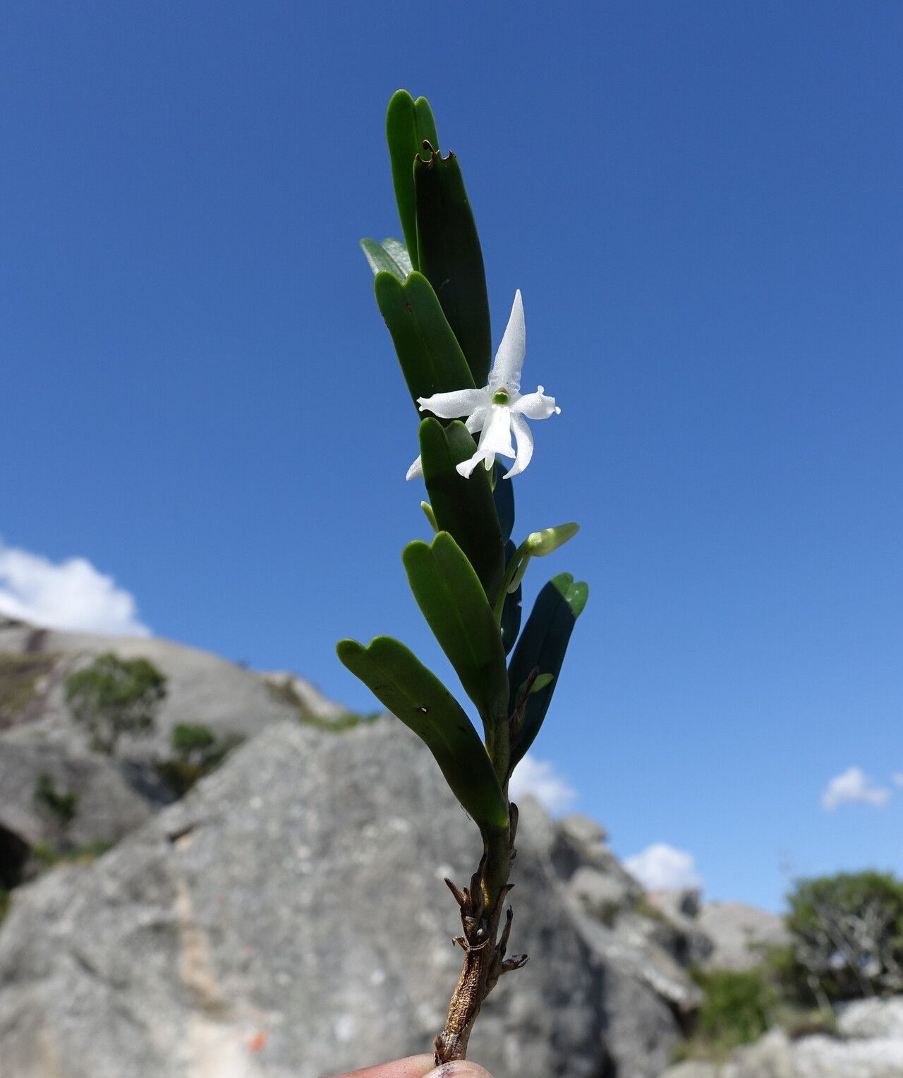 Jumellea spathulata — houseplant care guide