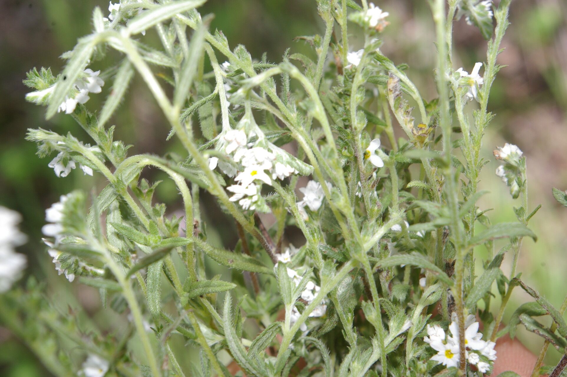 Heliotropium filiforme — search result for 'Heliotropium'