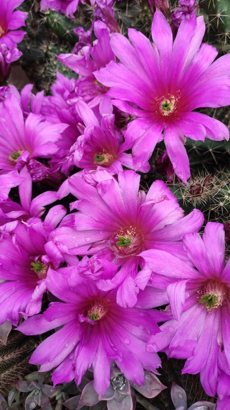 Oreocereus pseudofossulatus flower