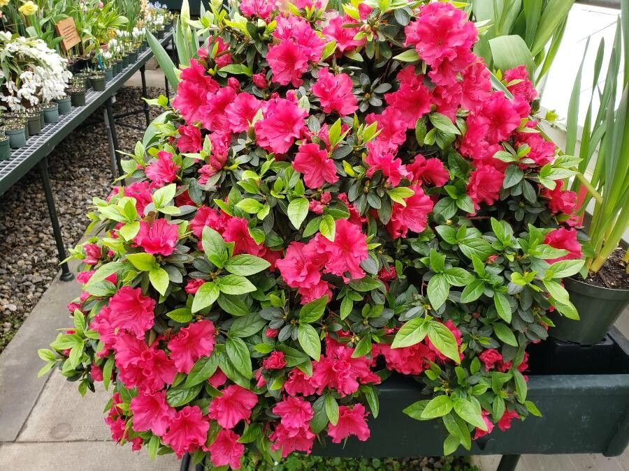 Rhododendron griffithianum habit