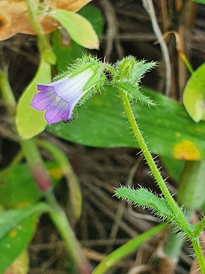 Campanula keniensis flower