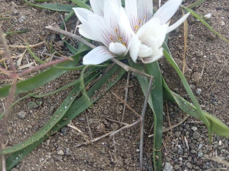 Colchicum europaeum — search result for 'Colchicum'
